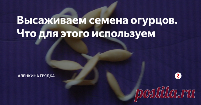Высаживаем семена огурцов. Что для этого используем Итак, сегодня у нас важное событие мы начинаем высаживать семена.
Дочь у меня в предвкушении этого события с утра. Я ей пообещала, что будем садить семена, когда она вернется из школы.
Вчера я подготовила семена к посадке: прокалибровала, дезинфицировала и замочила. И меньше, чем за сутки они проросли.
Сегодня семена выглядят вот так. У них образовались белые хвостики размером полсантиметра.