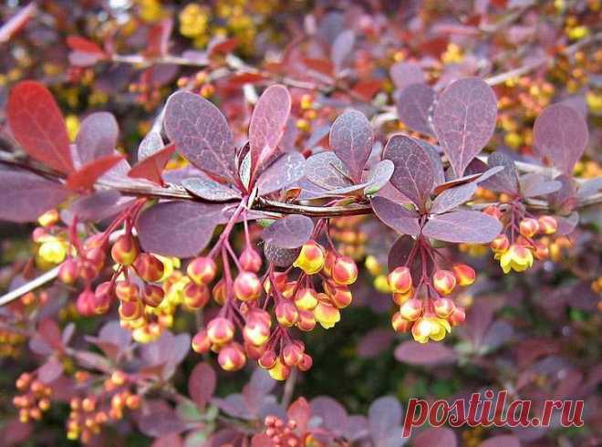 17 эффектных кустарников, которые украсят сад осенью