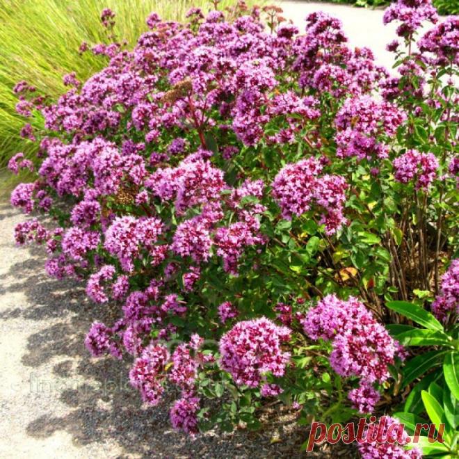 Ее любят гурманы, пчелы, фитотерапевты и домохозяйки | ЗЕЛЕНЫЙ МИР С ЕЛЕНОЙ |