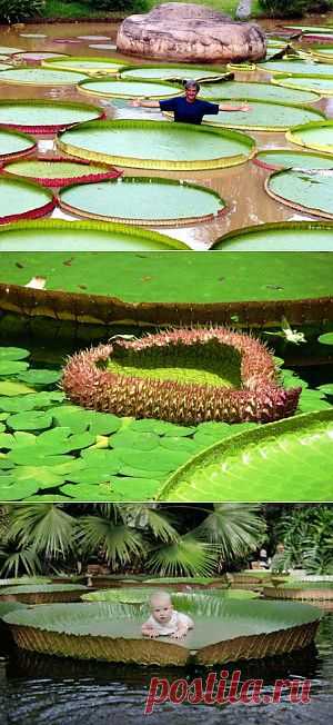 Амазонская кувшинка