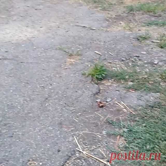 Кошка гоняет охотничью собаку.