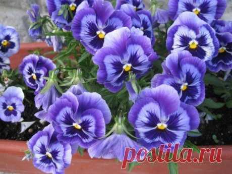 Мой Мир@Mail.Ru