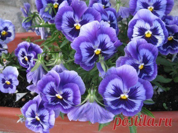 Мой Мир@Mail.Ru