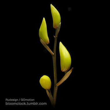 Bloomclock