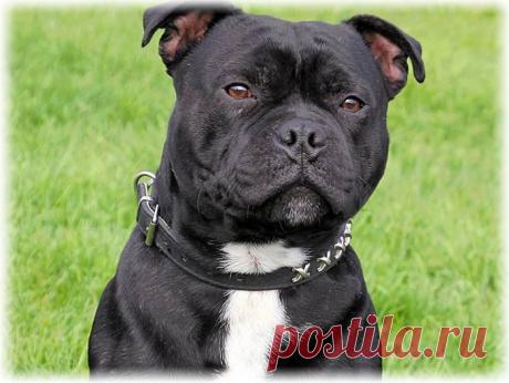 ༺🌸༻.
Стаффордширский бультерьер (Стаффи)