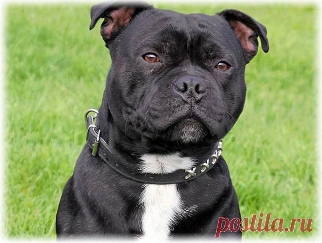 ༺🌸༻.
Стаффордширский бультерьер (Стаффи)