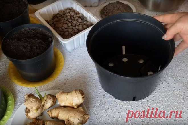 Выращиваем имбирь на подоконнике