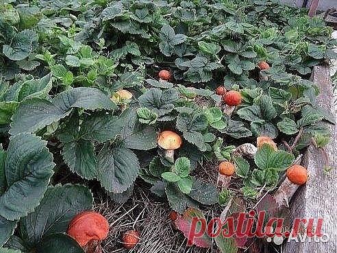 Одноклассники