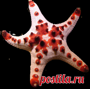 Красные животные - Животные по цветам - Кира-скрап - клипарт и рамки на прозрачном фоне