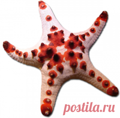 Красные животные - Животные по цветам - Кира-скрап - клипарт и рамки на прозрачном фоне