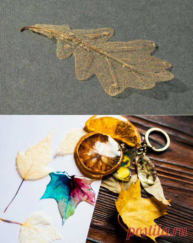 А что, так можно было? Необычные осенние эксперименты с листьями, которые оказались ну очень удачными. Смело делюсь | Живые вещи | Яндекс Дзен