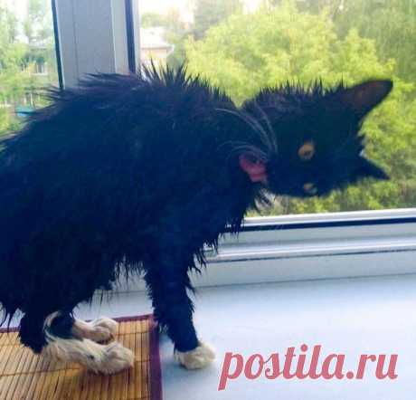 15 забавных морд, которые бы выиграли конкурс на самую