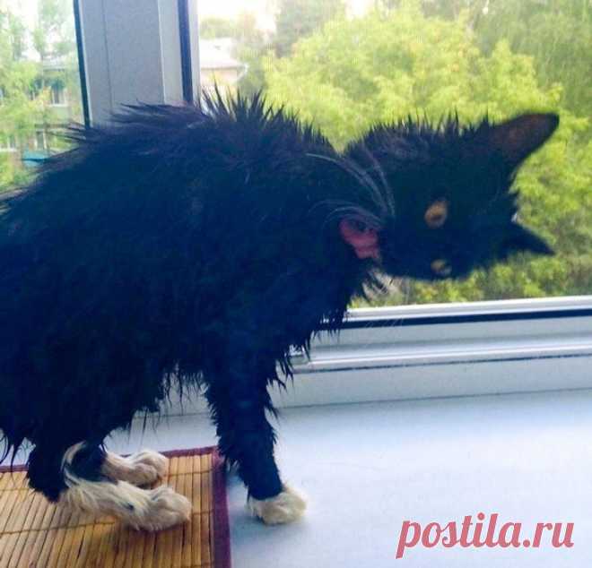15 забавных морд, которые бы выиграли конкурс на самую