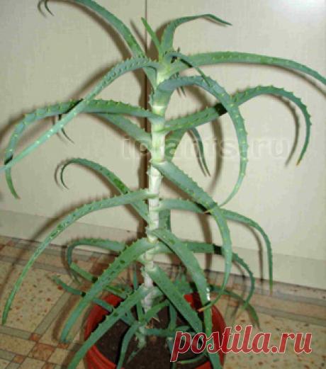 Алоэ Aloe - Комнатные растения и цветы