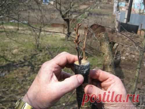 Прививка деревьев | Самоцветик