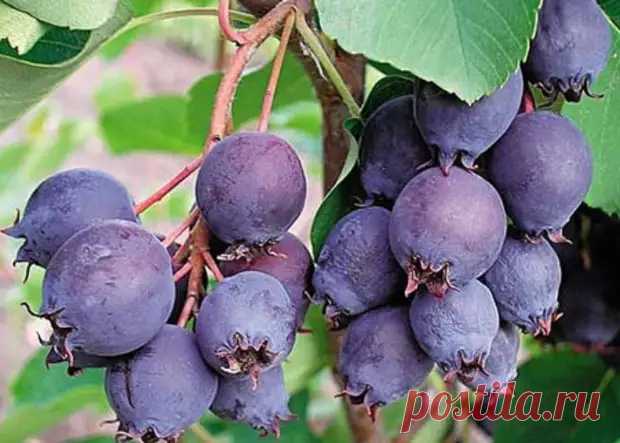 Совет со вкусом: пирог с иргой - Модный приговор - 24 июля - 43593757621 - Медиаплатформа МирТесен
