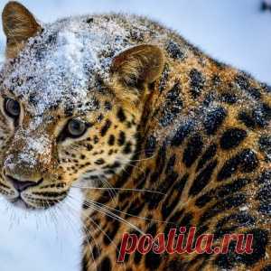 Животные в фотографиях - МирТесен