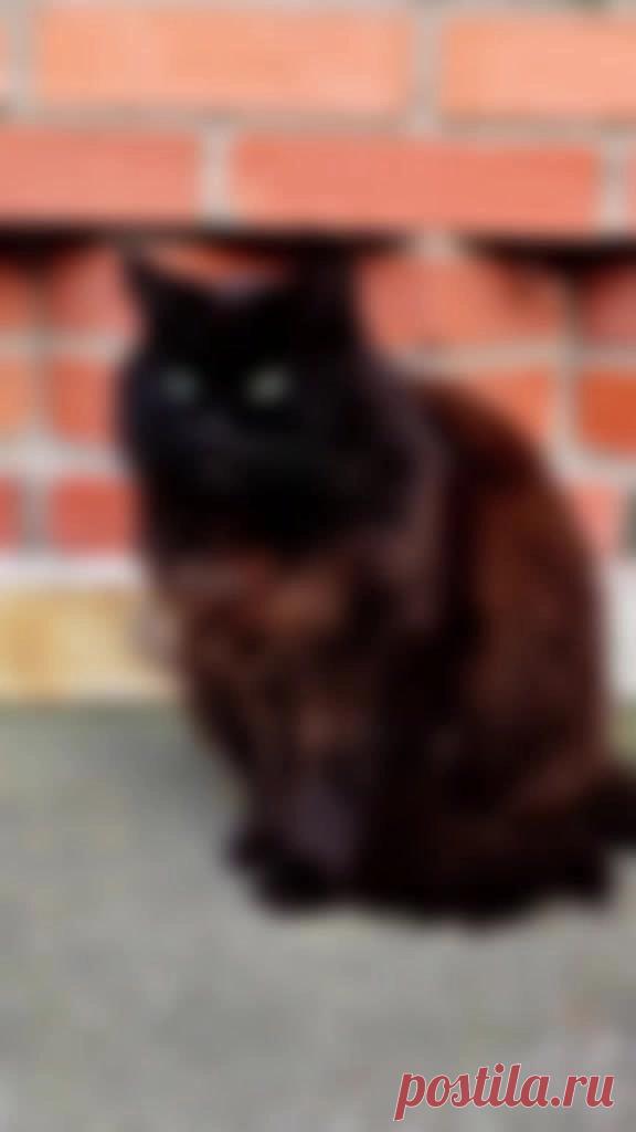 #고양이 #cat #catsoftiktok #slideshow #snowapp #кот #котик #котэ — Wibes #고양이 #cat #catsoftiktok #slideshow #snowapp #кот #котик #котэ