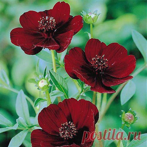 Одноклассники