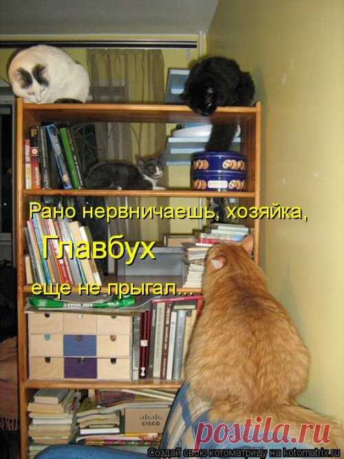 Новая смешная котоматрица