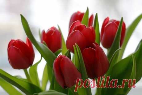 КАКОЙ СЕГОДНЯ ПРАЗДНИК? 29 Января 2017 г. – Воскресенье • День необязательств • Международный день без Интернета15 лет • Всемирный день помощи больным проказой64 года • День неспешного заплетания кос • День мобилизации против угрозы ядерной войны32 года • День работников прокуратуры - Молдавия • Именины у Максима, Петра, Леониллы, Ивана