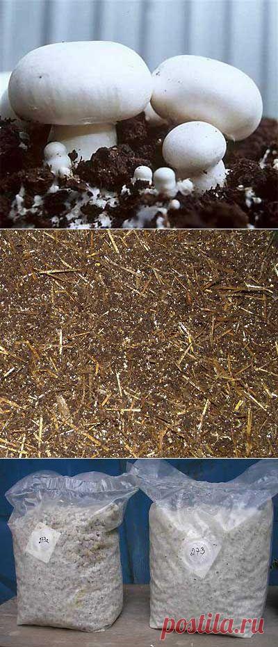 Выращивание грибов шампиньонов в домашних условиях. | Мое подворье