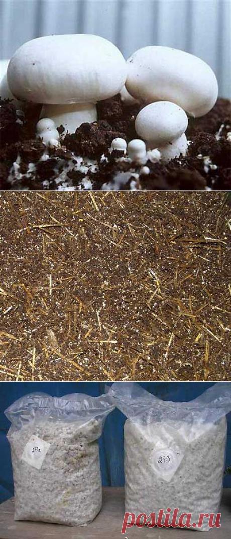 Выращивание грибов шампиньонов в домашних условиях. | Мое подворье