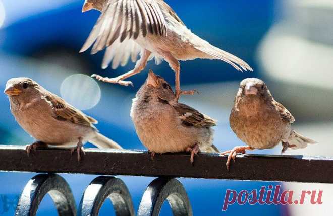 Принцип курятника: забраться повыше, клюнуть ближнего, насрать на нижнего... Всё, как у людей...