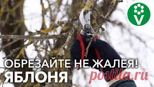 Есть яблоня, но нет урожая? Раскрываем секрет обрезки! | Procvetok | Дзен