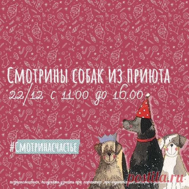 Смотрины собак из приюта