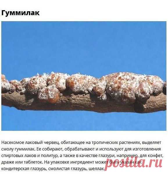 Фото пользователя Виктор, Ашхабад, 59 лет