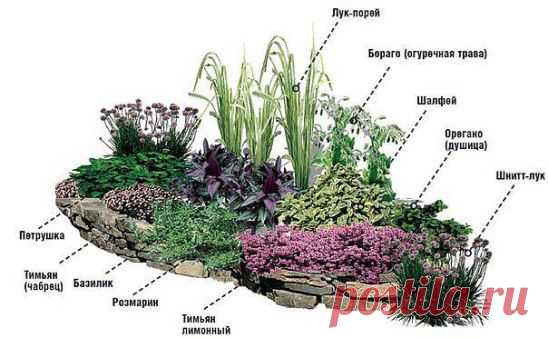 Одноклассники