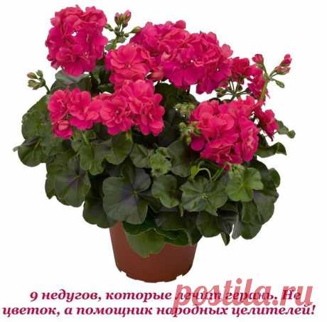 9 недугов, которые лечит герань. Не цветок, а помощник народных целителей! 
 
Пеларгония домашняя (герань) — растение, которое раньше считали цветком аристократов. Ее восхитительные пышные цветы и яркий окрас станут украшением любого жилища. 
 
Но герань — это не просто красивый цветок. Ее лечебные свойства сложно переоценить. Мы расскажем тебе, как именно использовать это неприхотливое растение. Обрати внимание, что все без исключения виды герани обладают целебными свойст...