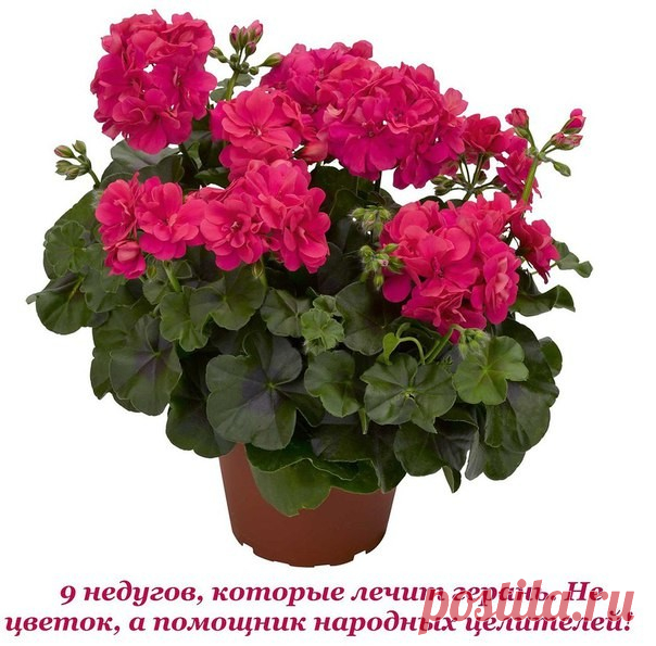 9 недугов, которые лечит герань. Не цветок, а помощник народных целителей! 
 
Пеларгония домашняя (герань) — растение, которое раньше считали цветком аристократов. Ее восхитительные пышные цветы и яркий окрас станут украшением любого жилища. 
 
Но герань — это не просто красивый цветок. Ее лечебные свойства сложно переоценить. Мы расскажем тебе, как именно использовать это неприхотливое растение. Обрати внимание, что все без исключения виды герани обладают целебными свойст...