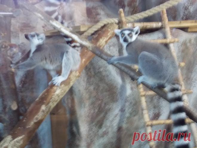 Полосатики.