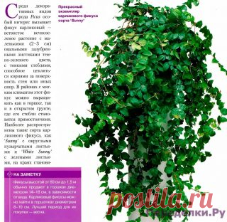Фикусы разнолистный и карликовый | ПЕРЕДЕЛКИ.рУ