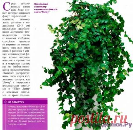 Фикусы разнолистный и карликовый | ПЕРЕДЕЛКИ.рУ