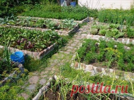 Огород без перекопок - высокие грядки - Садоводка