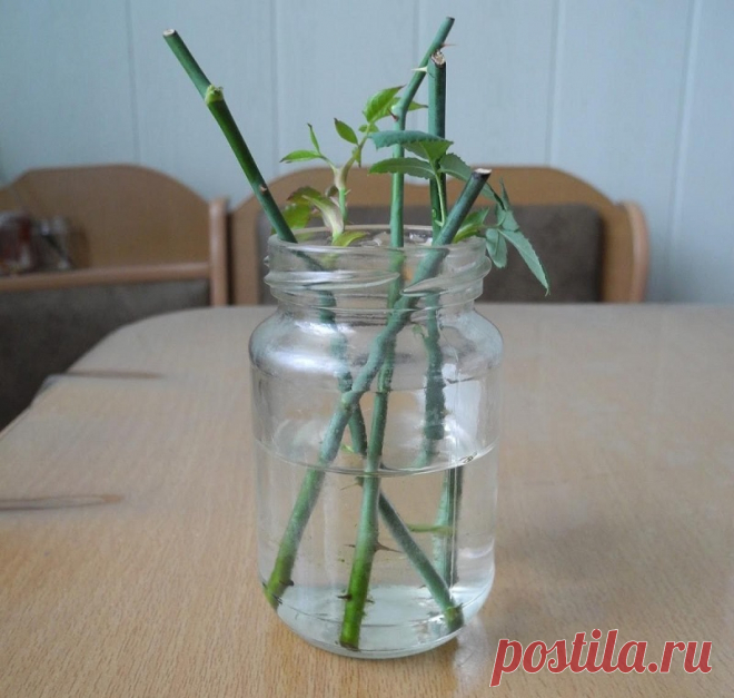 Сдаю рецепт маминой «Тройчатки» для проращивания роз. Самый легкий способ вырастить розу из букета.