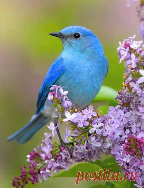 ♥ ЖИВОТНЫЕ ♥ ПРИРОДА ♥