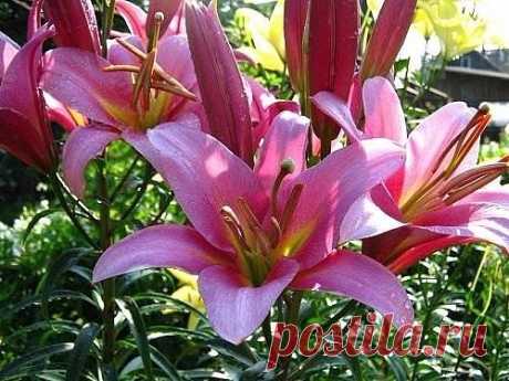 Размножение лилии чешуйками.
☛ сохраните на свою стену, чтобы не потерять!

1. Выкопанную луковицу промываем, нажатием пальцев отделяем у основания чешуйки. Для размножения берем от 1/3 до ½ части луковицы, так как внешние чешуйки более продуктивные. Оставшуюся же центральную часть луковицы можно высадить в грунт.

2. Для размножения выбираем здоровые крупные чешуйки и без пятен.

3. Затем чешуйки тщательно промываем в воде и выдерживаем в темно-розовом растворе марганцовк...