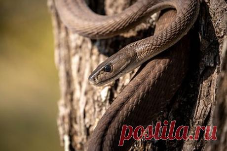 Женщина обнаружила в ванной ядовитую змею. Жительница штата Южная Австралия, зайдя в ванную в своем доме, обнаружила ядовитую восточную коричневую змею. Пока она ждала змеелова, пресмыкающееся заползло внутрь ее напольных весов. Сообщается, что оно могло забраться в дом вместе со шваброй, которую хозяйка ранее оставила на улице.