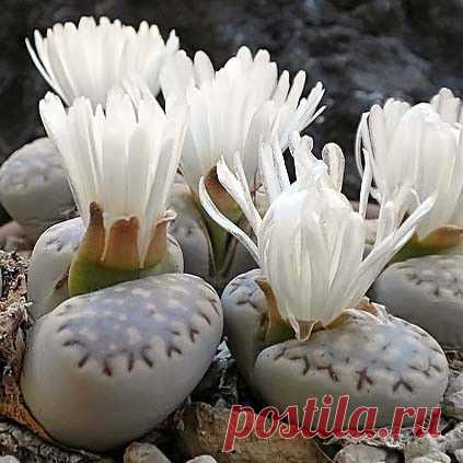 Lithops FULLERI (Литопс) - Интернет-магазин - Адениум дома: от семян до растений. Выращивание и уход.