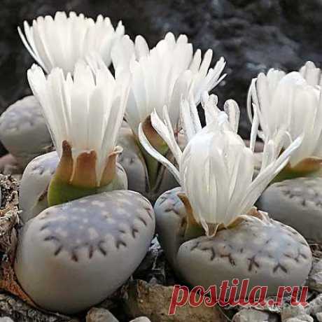 Lithops FULLERI (Литопс) - Интернет-магазин - Адениум дома: от семян до растений. Выращивание и уход.