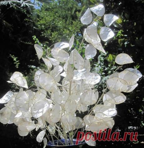 Мистическое растение | ЗЕЛЕНЫЙ МИР С ЕЛЕНОЙ | Яндекс Дзен