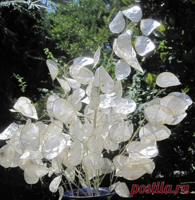 Мистическое растение | ЗЕЛЕНЫЙ МИР С ЕЛЕНОЙ | Яндекс Дзен