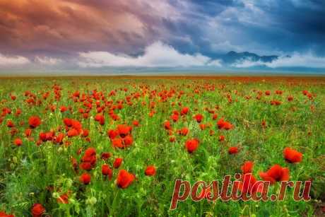 Грозовые облака над цветущей степью маков. Автор фото — Антон Агарков, участница фотоконкурса «Казахстан — энергия будущего». Победитель конкурса отправится в фотоэкспедицию в Казахстан вместе с командой «National Geographic Россия»: