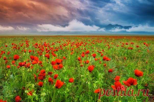 Грозовые облака над цветущей степью маков. Автор фото — Антон Агарков, участница фотоконкурса «Казахстан — энергия будущего». Победитель конкурса отправится в фотоэкспедицию в Казахстан вместе с командой «National Geographic Россия»: