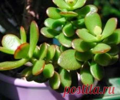 20 счастливых животных, которые хотят, чтобы им почесали животики