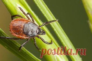 Эфирное масло против клещей: трюк опытных лесников Сейчас уже начинается время, когда каждый куст в лесу начинает таить скрытую опасность из за обилия клещей. Но хитрые лесники уже давно придумали способ, как защитить себя от надоедливых насекомых,